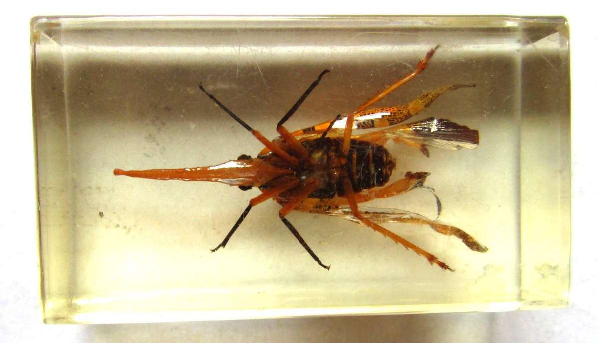 Preserved Lantern Fly Insect Specimen in Resin Block