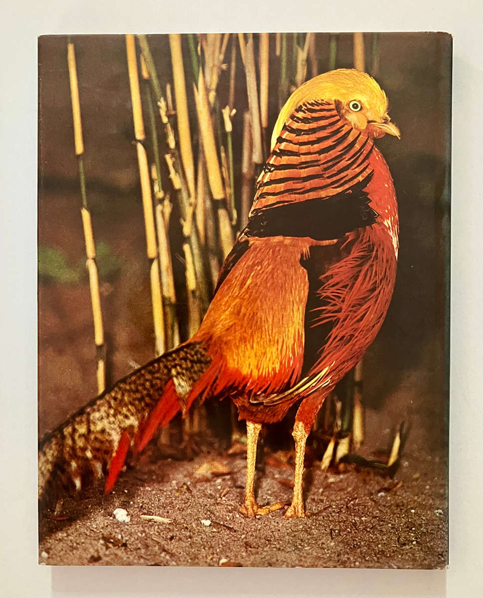 How Birds Live - Robert Burton. Hardcover w dj, 1st Ed, 1975