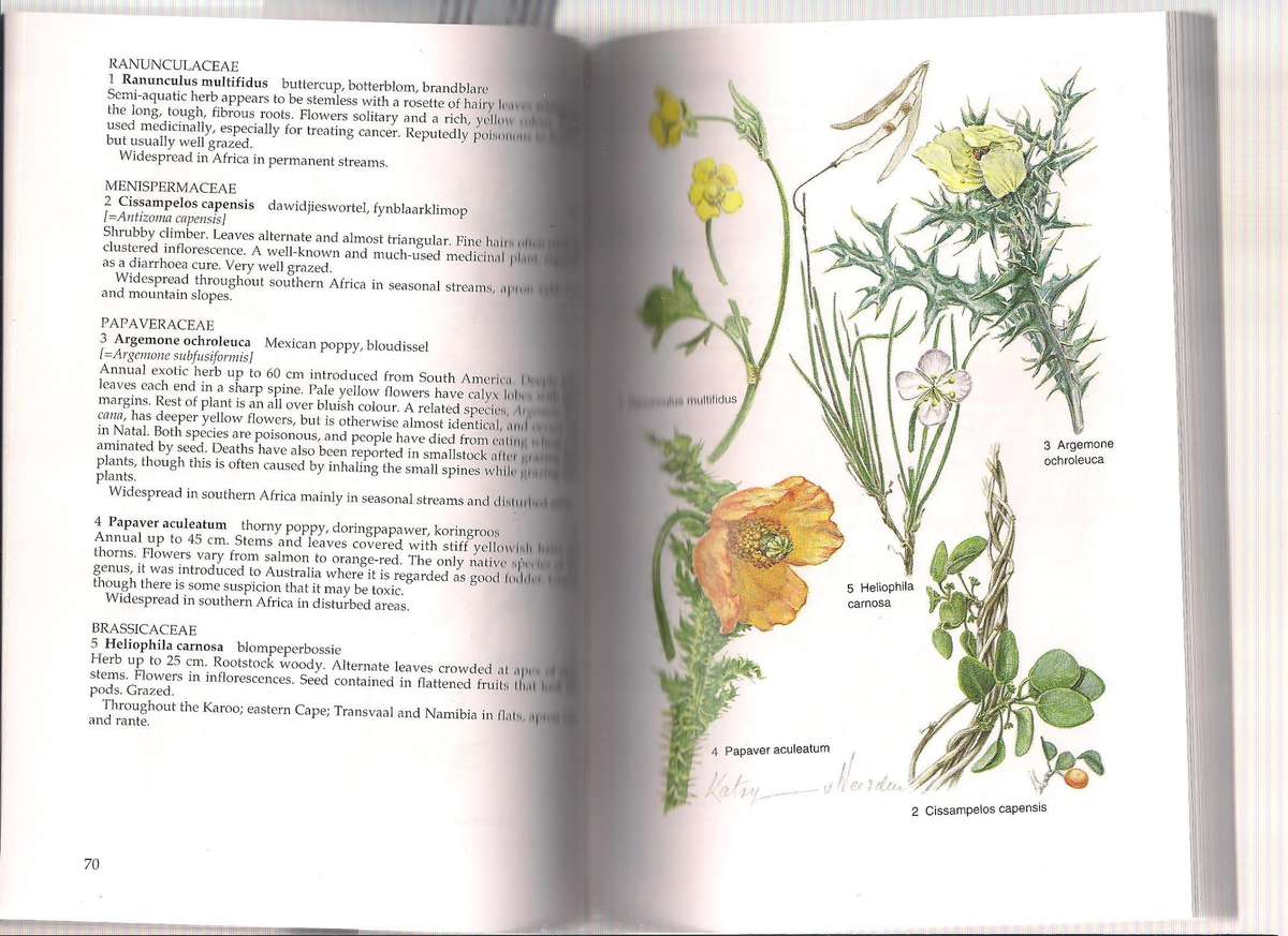 South Africa Wild Flower Guide # 6 Karoo