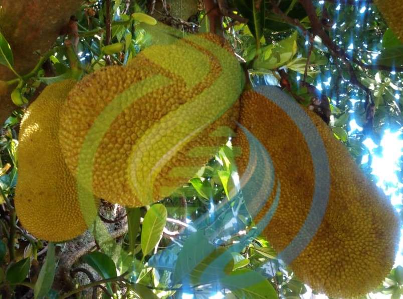 Jackfruit trees