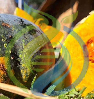Japanese Pumpkin seed