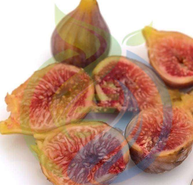 Pink Fig Rooted Cutting