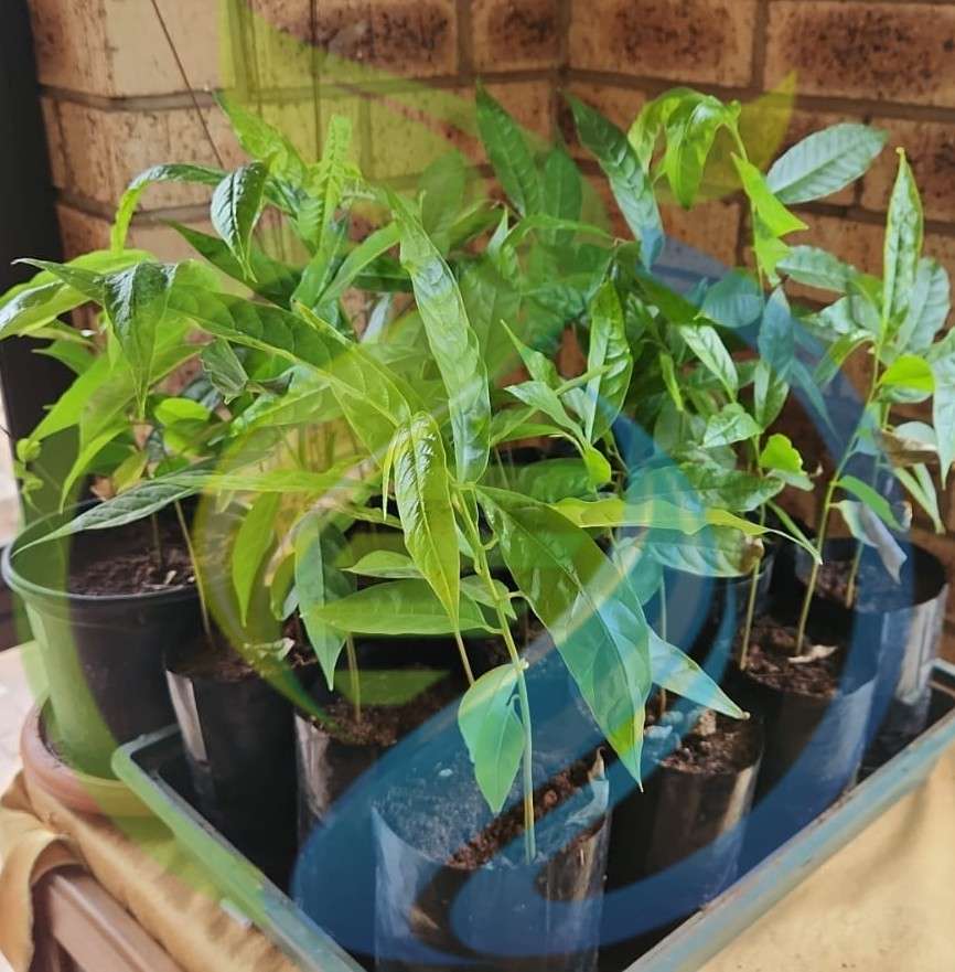 Annona Reticulata Custard Apple seedlings