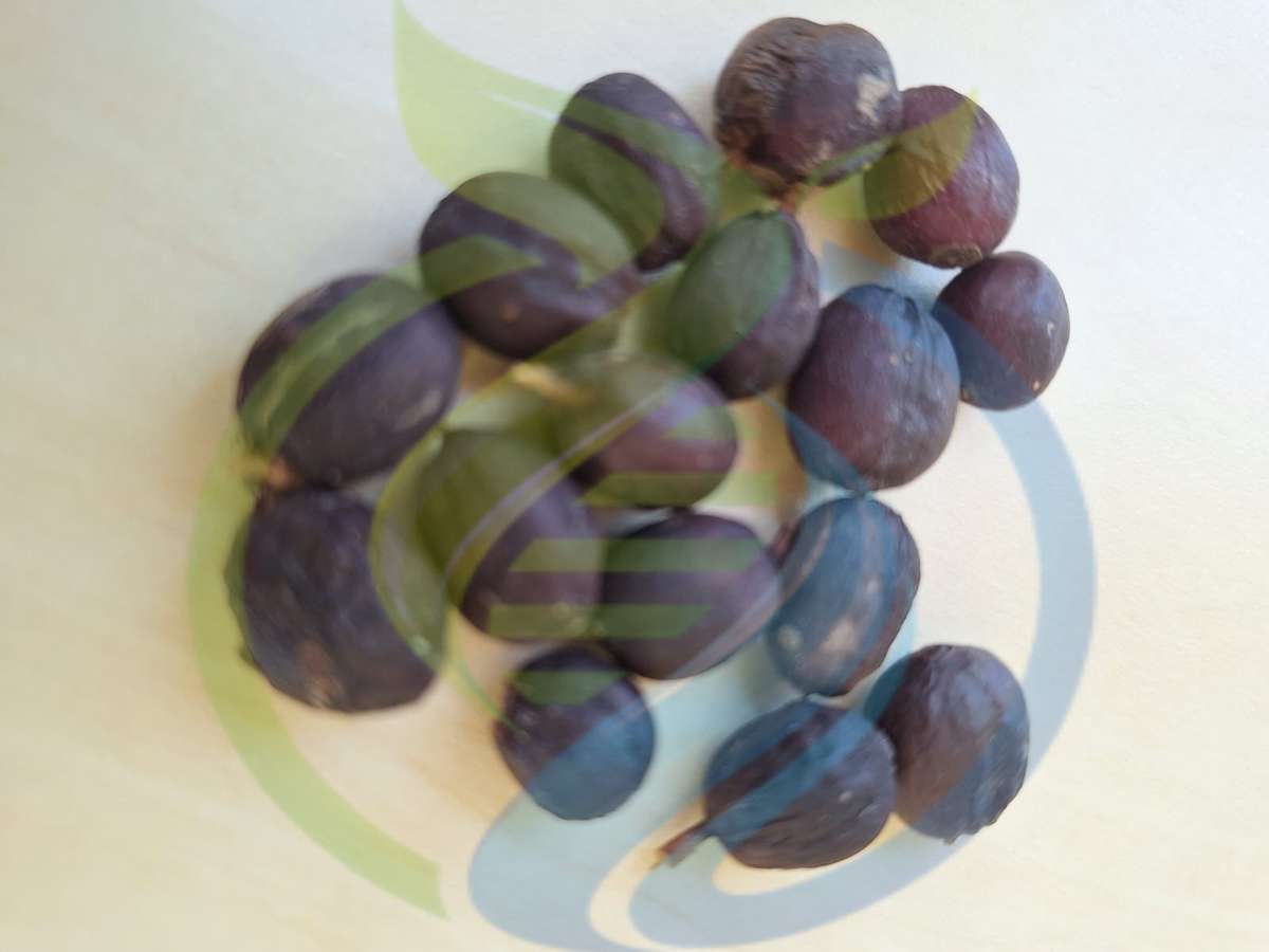 Coffee Seeds - Arabica Red