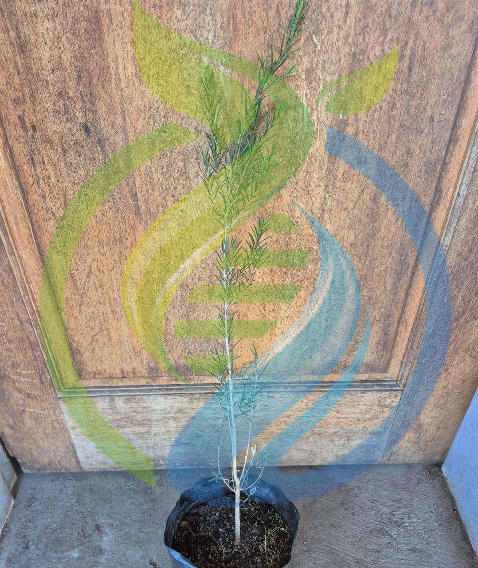 Australian tea tree plant