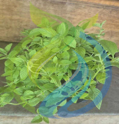 Banana Mint Plant