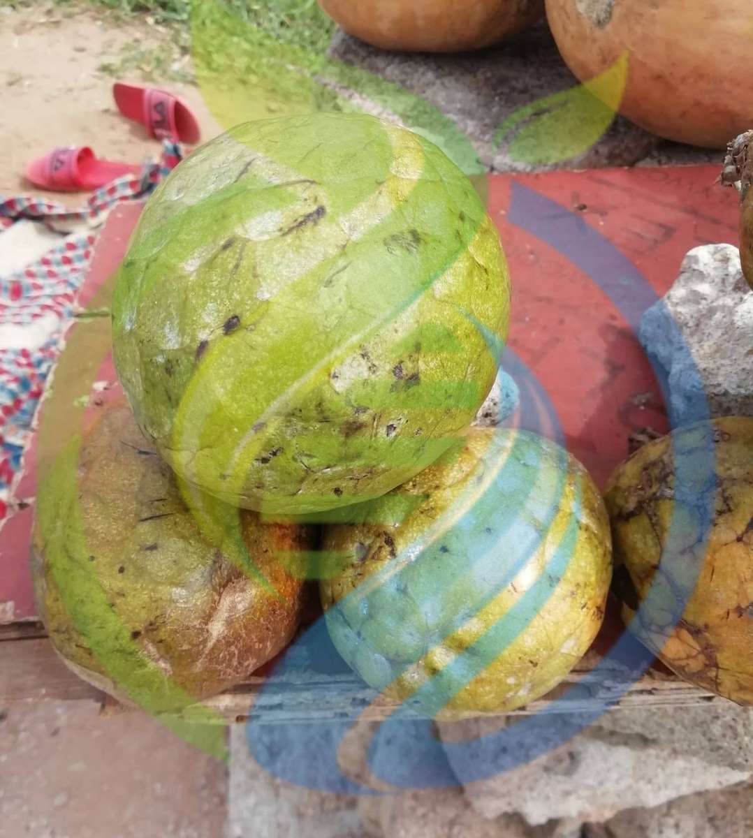 Mozambique Custard apple seed