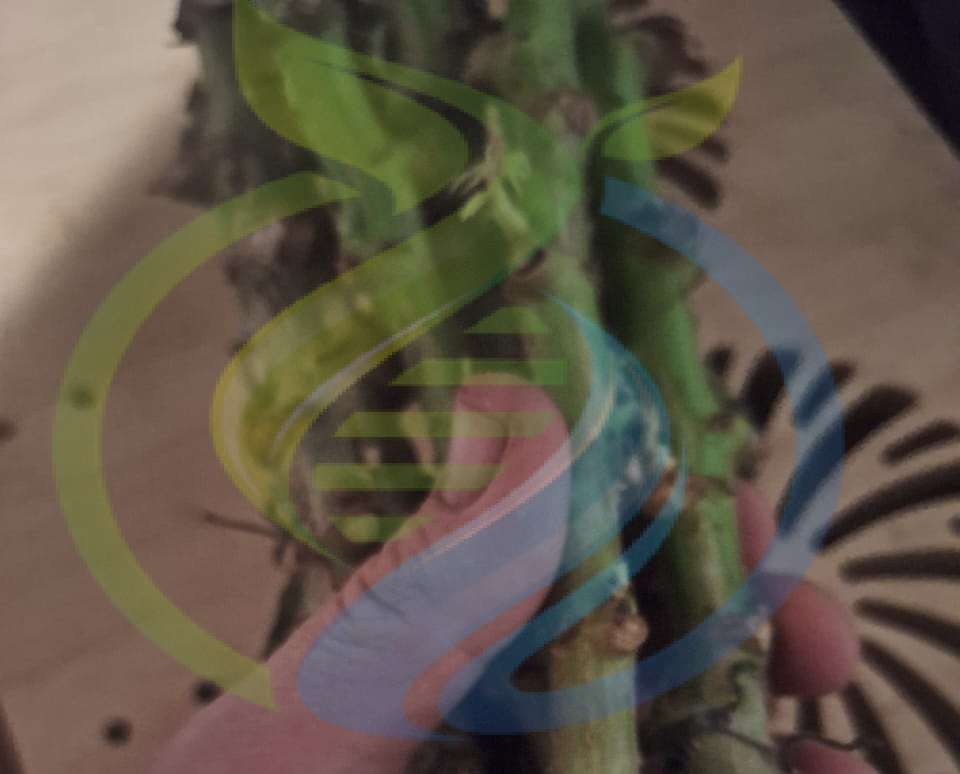 Cassava Cuttings Uganda variety