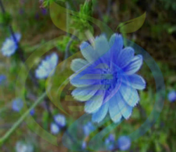 Chickory Intybus seed