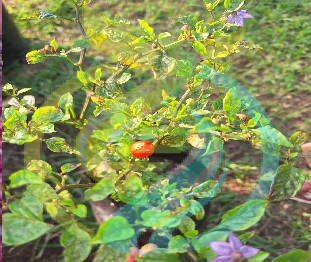 Chinese Five colour Chilli seed