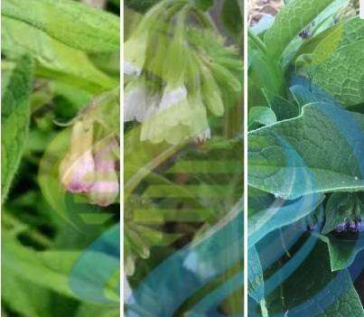 Comfrey Colours special
