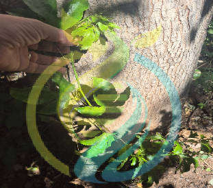 Ester Granadilla Vine