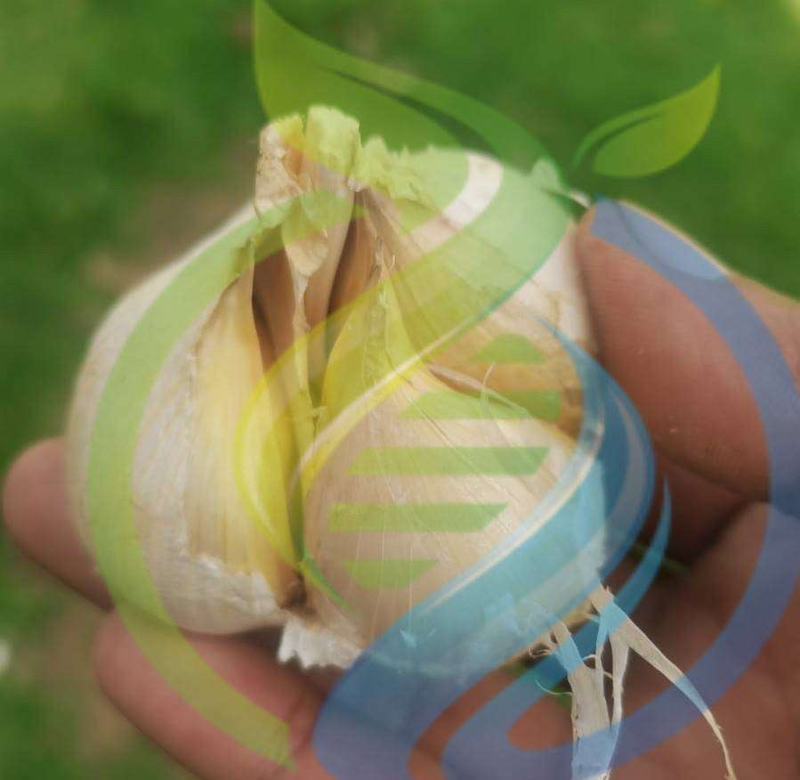 Giant Garlic Seed