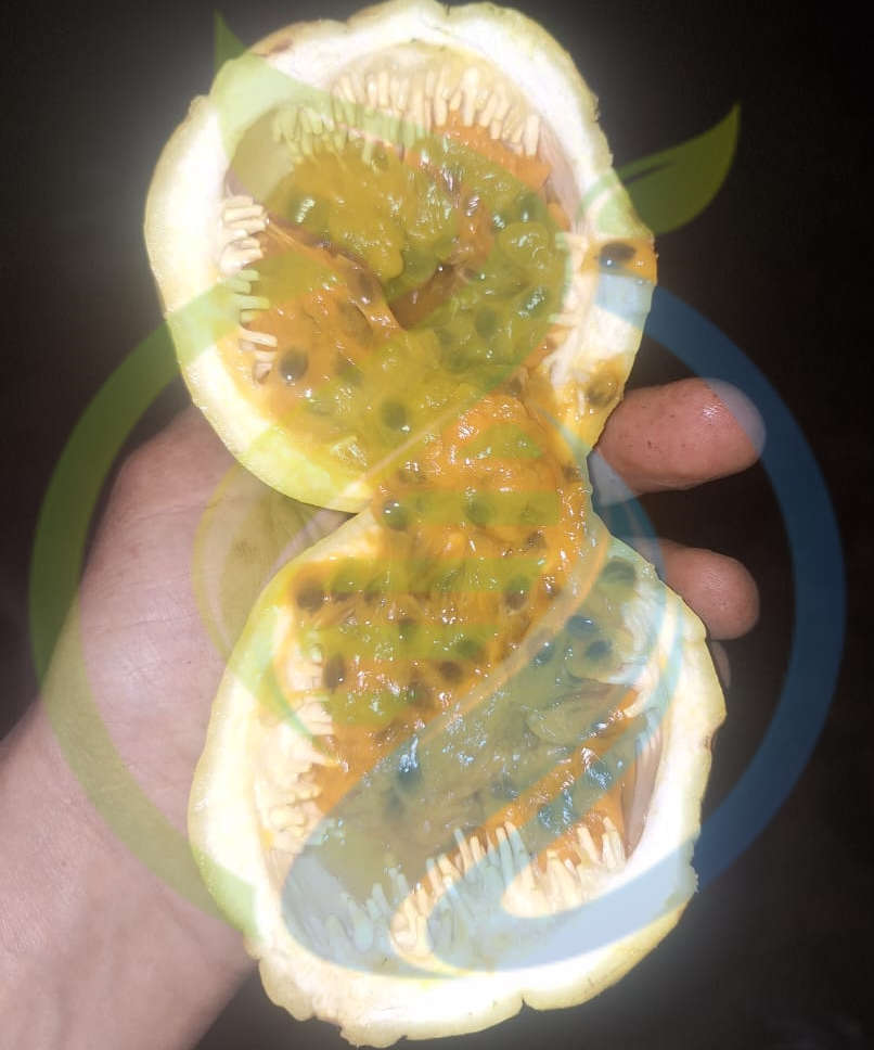Giant Granadilla vine