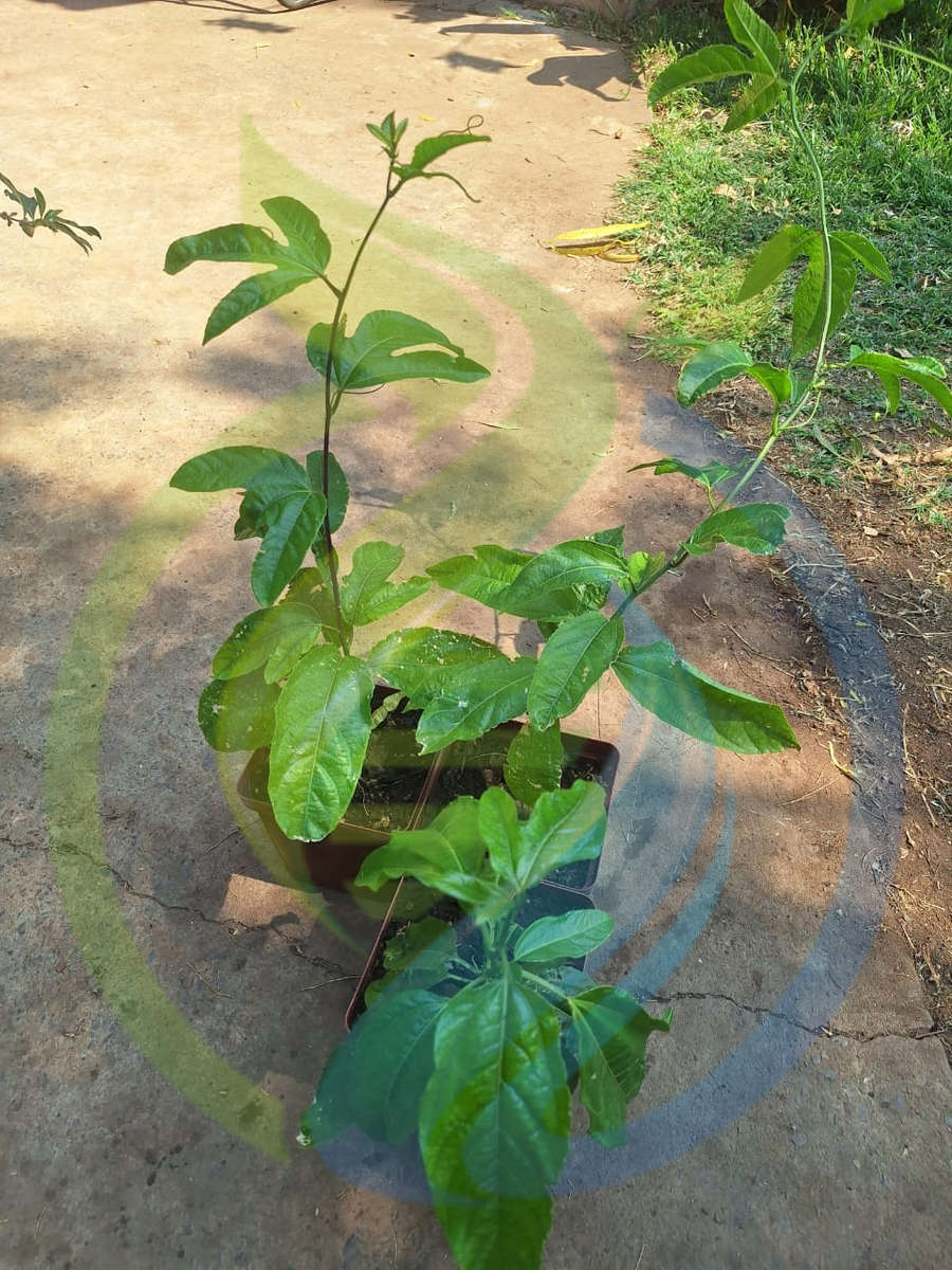 Giant Granadilla vine