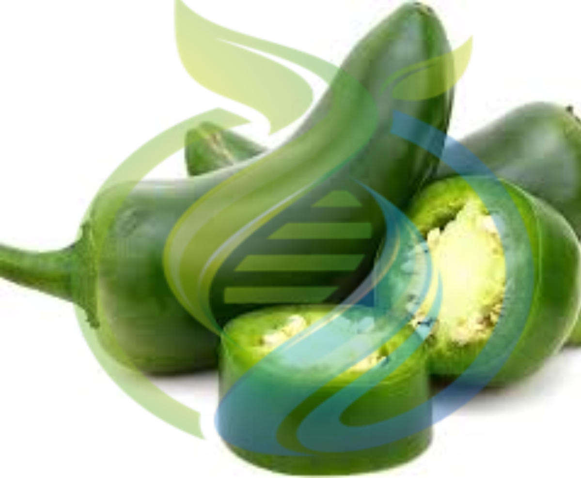 Giant Jalapeno seeds