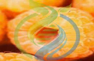 Golden Raspberry seed