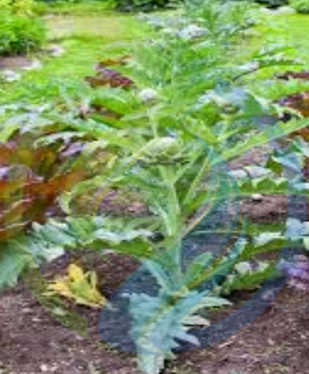 Green globe Artichoke seed