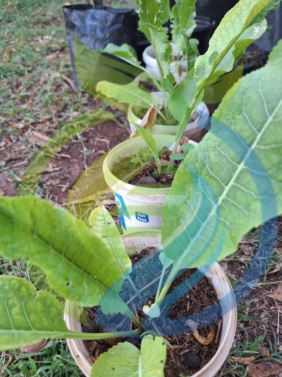 Horseradish plants