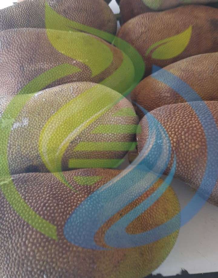 Jackfruit Fresh Fruit