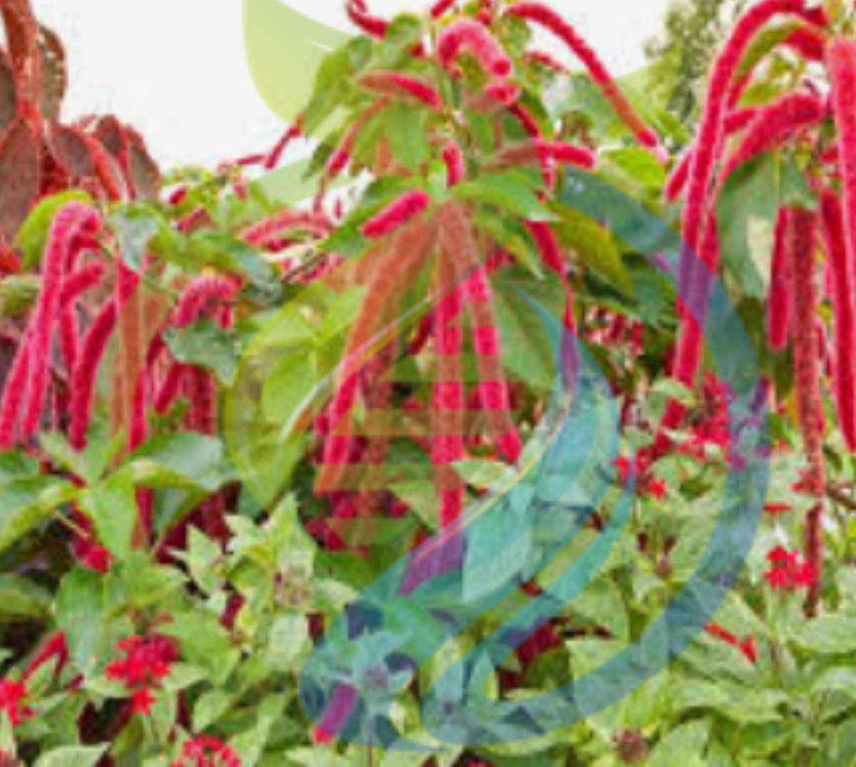 Amaranth love lies bleeding