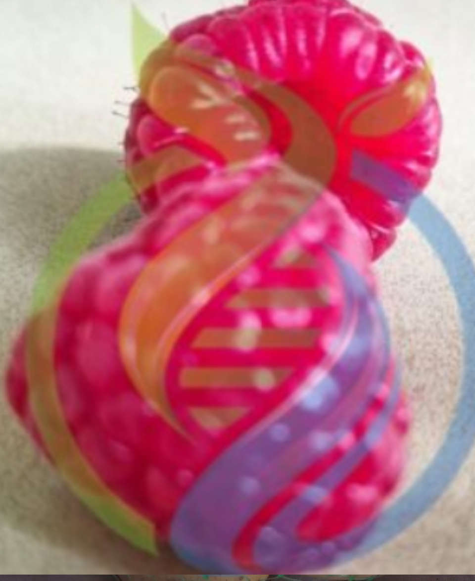 Maravilla Raspberry seeds