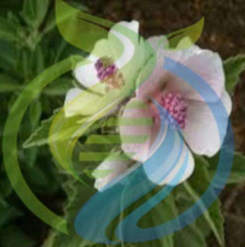 Marshmallow plant seed