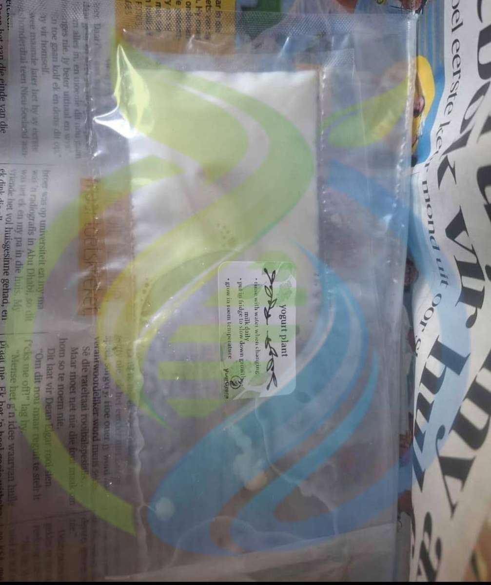 Milk Kefir Grains Live