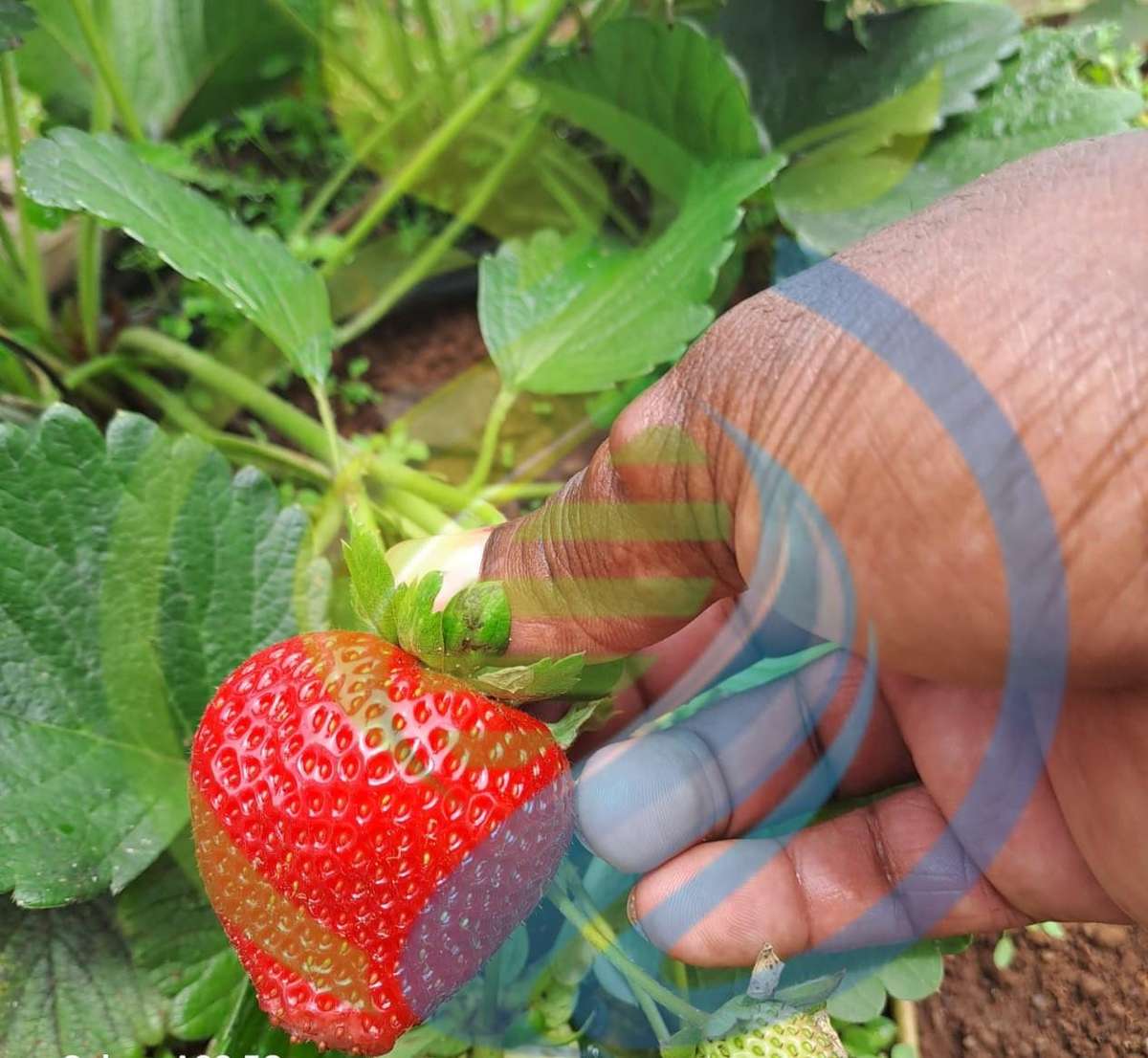 Monterey strawberry plant