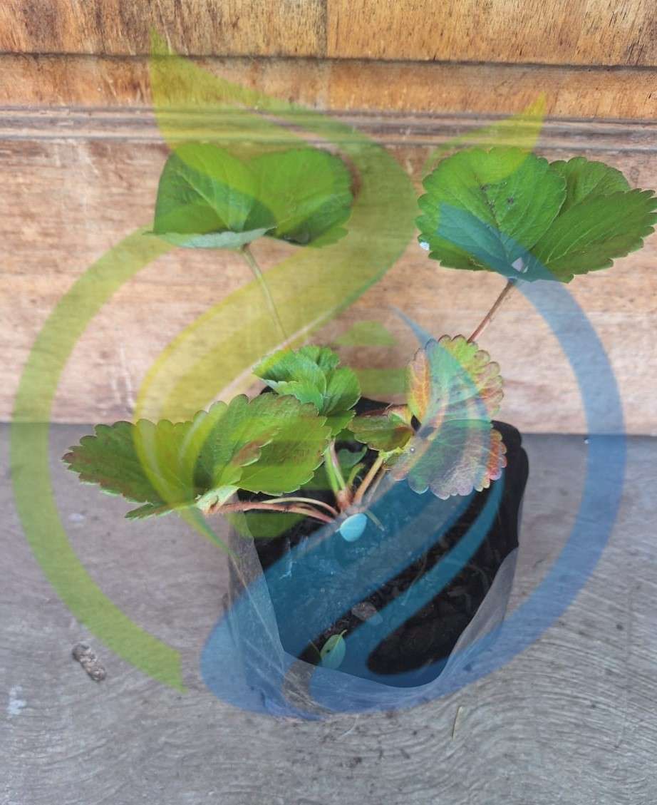 Monterey Strawberry plant Everbearing Large