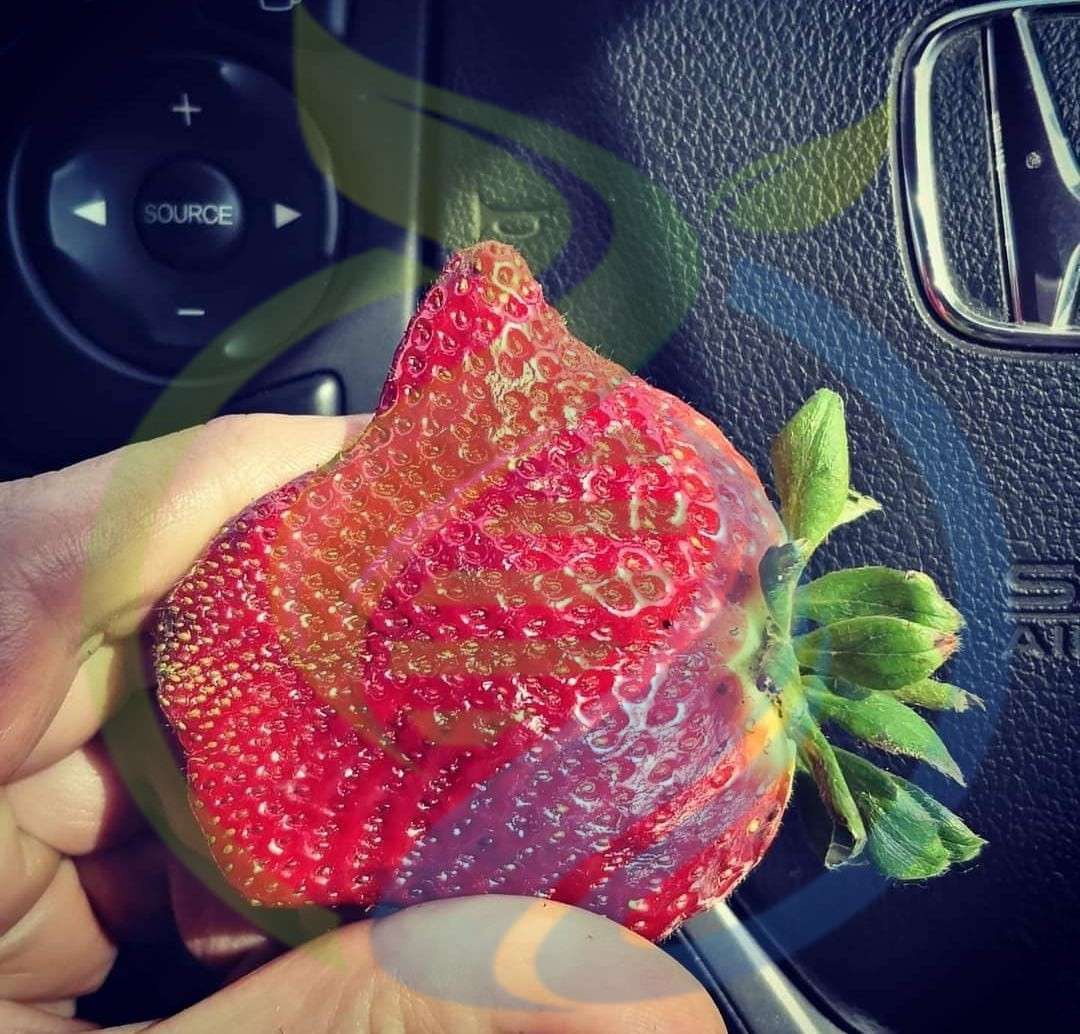 Montery Strawberry seeds