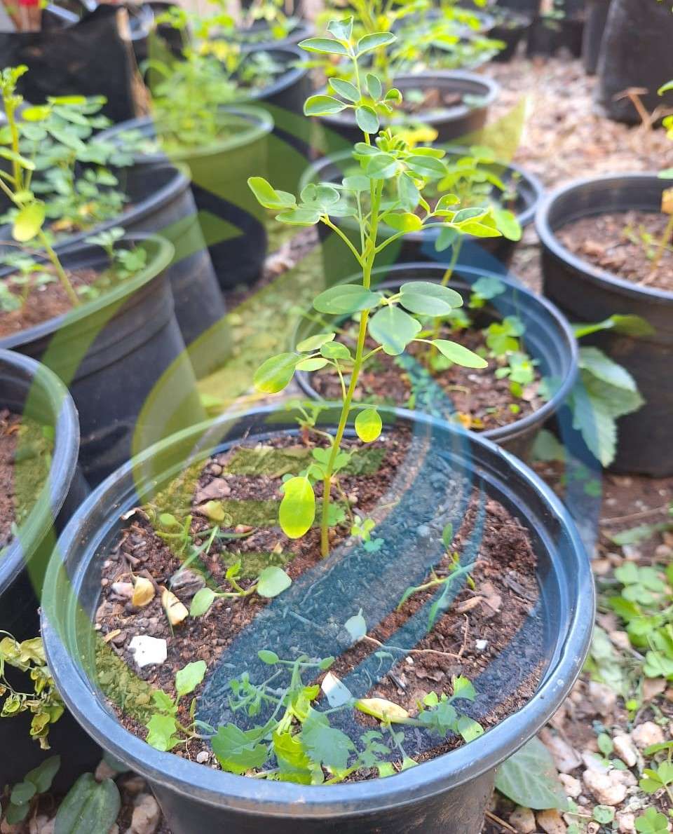 Moringa Seedling