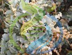 Old Man Saltbush plant