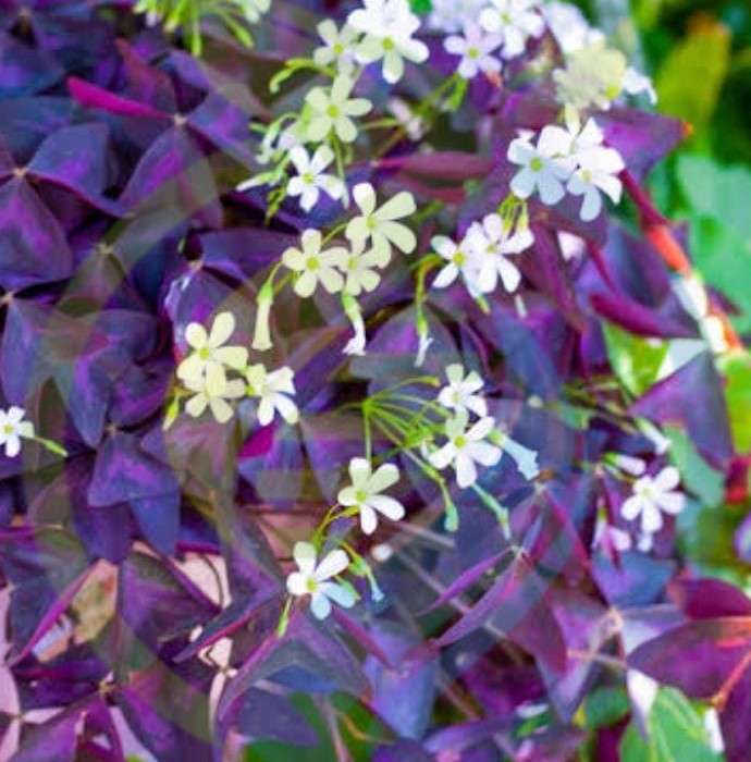 Oxalis Triangularis