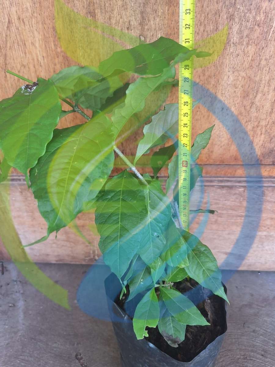 Peanut butter fruit tree