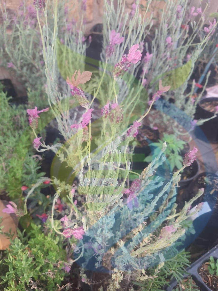 Pink Lavender Plant