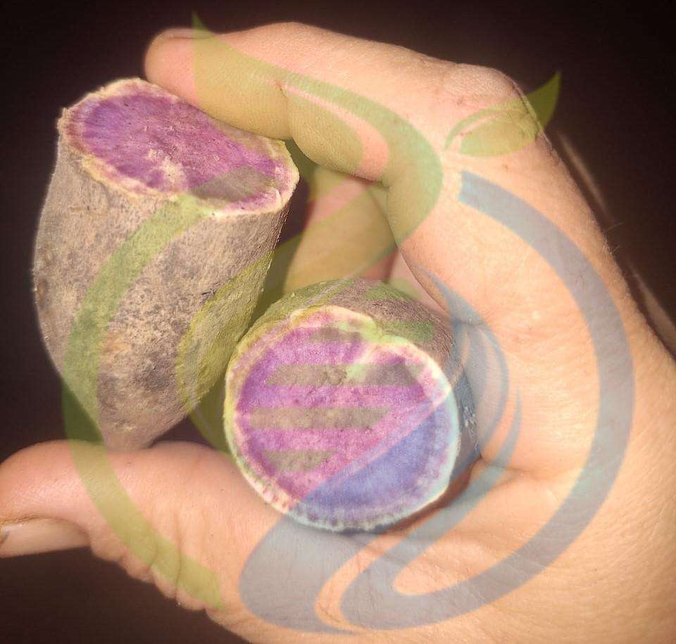 Okaniwan Sweet potato cuttings