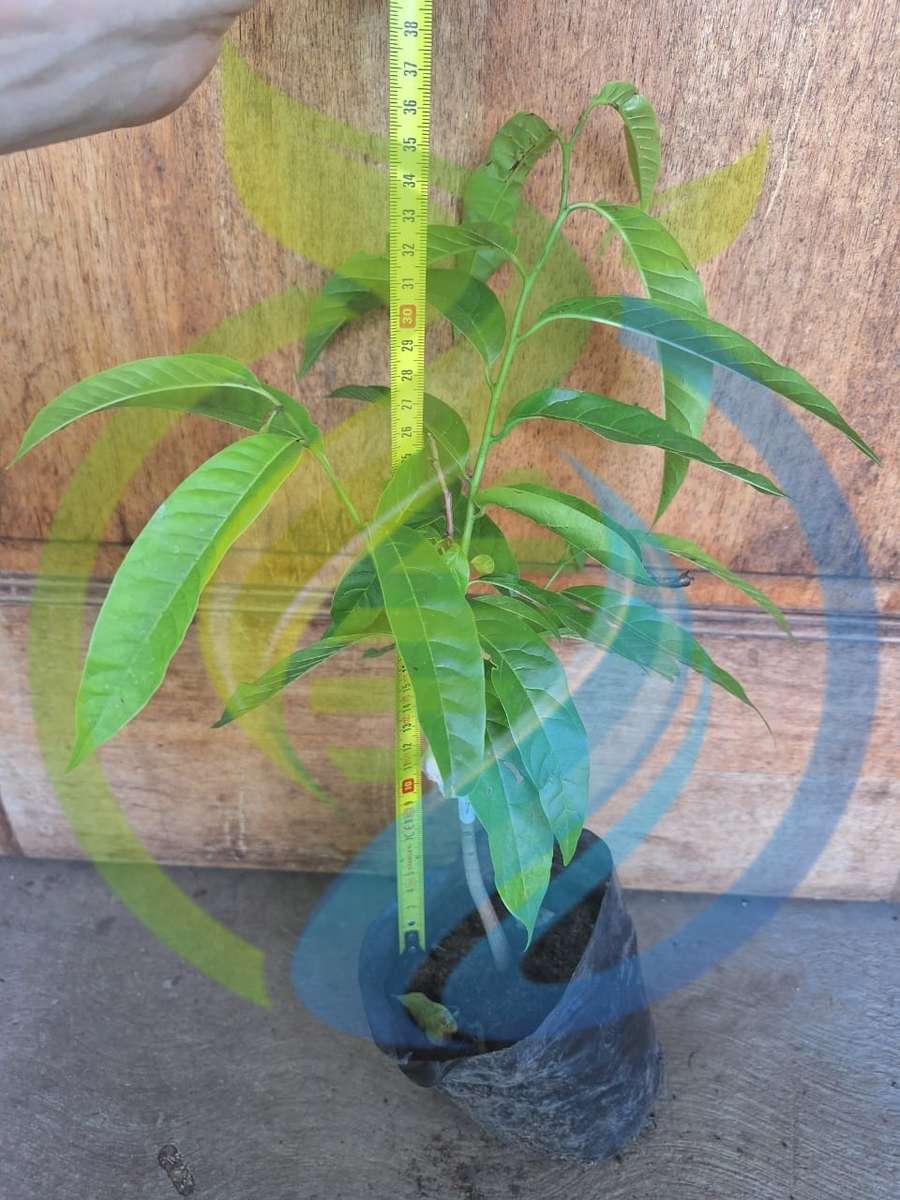 Red Custard Apple tree