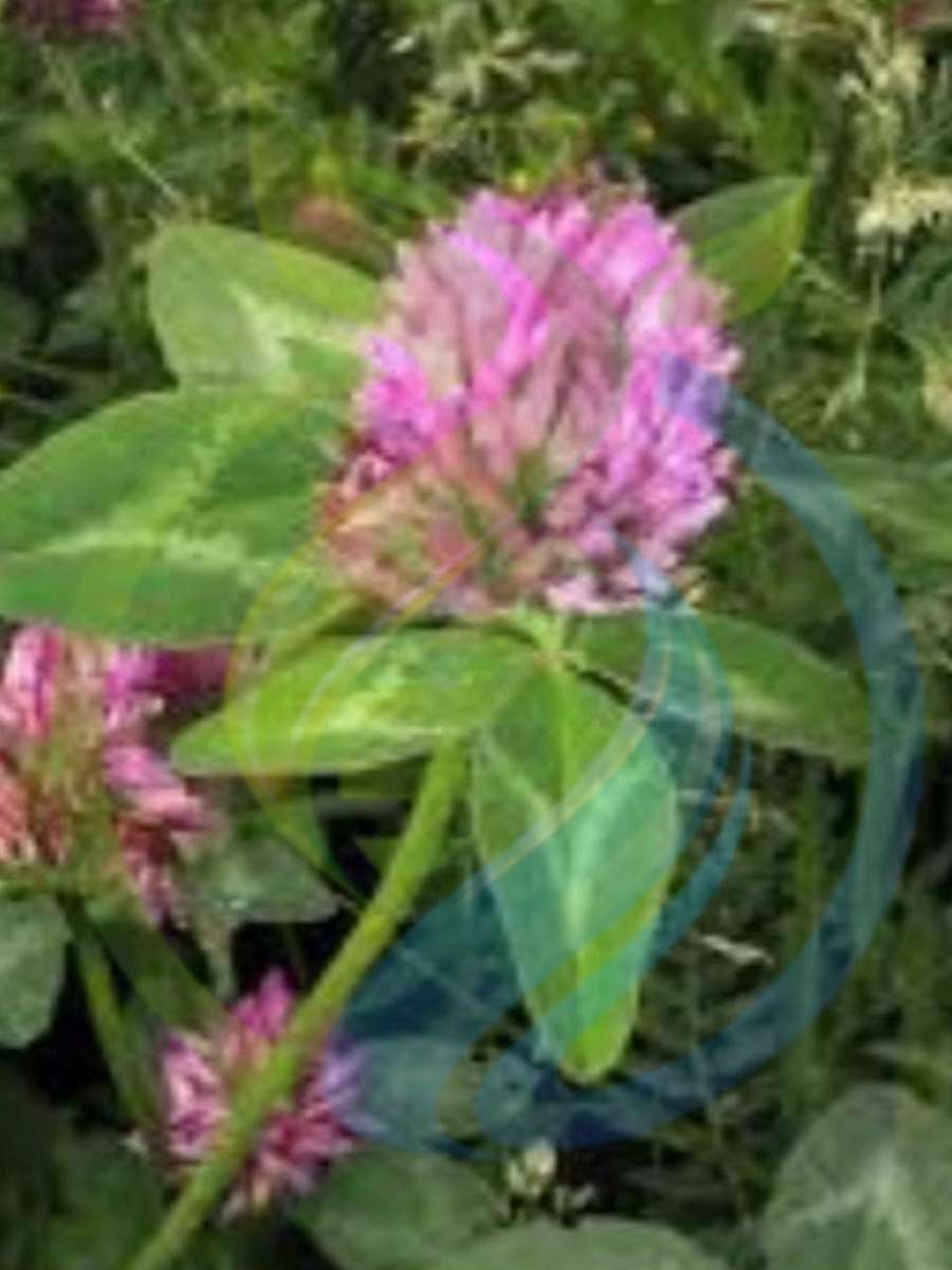 Red clover seed