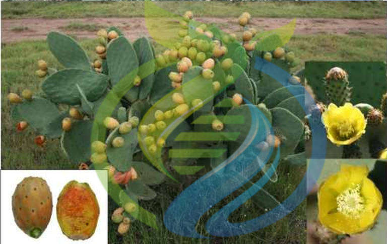 Robusta X Castillo Prickly Pear leaf