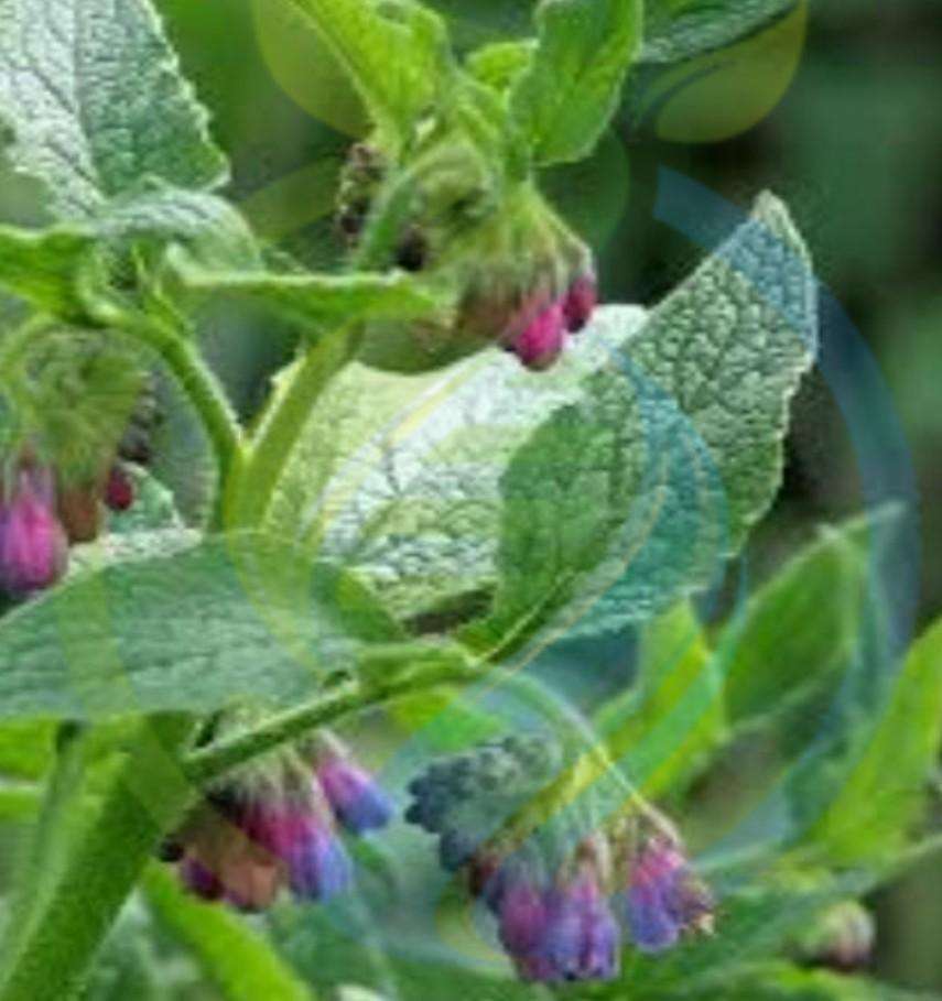 Russian Comfrey Rhizomes