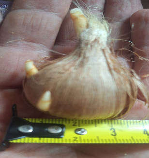 Saffron Bulbs