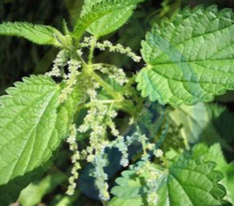 Stinging Nettle seed
