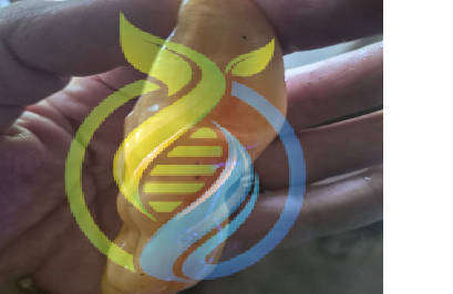 Sugar Rush Peach striped Chilli pepper seed