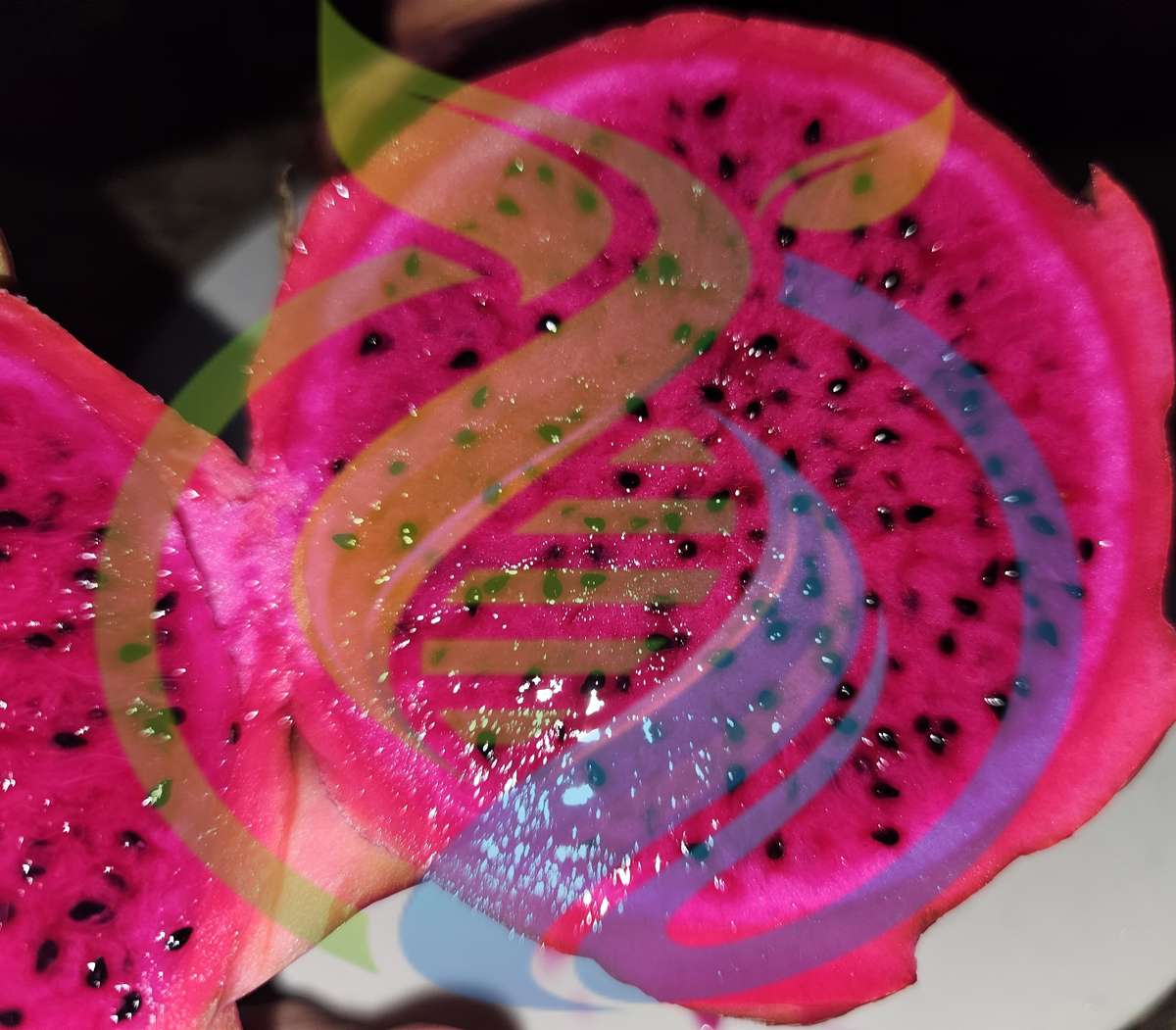 Costa Rica Dragon fruit cutting