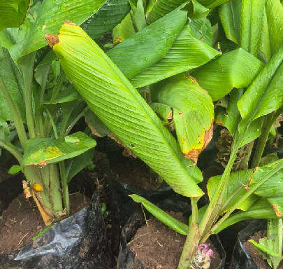 Turmeric Plant