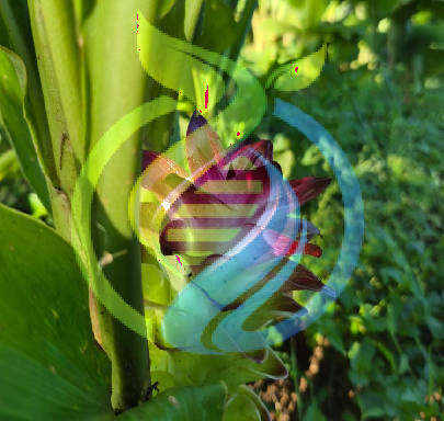 Turmeric Plant