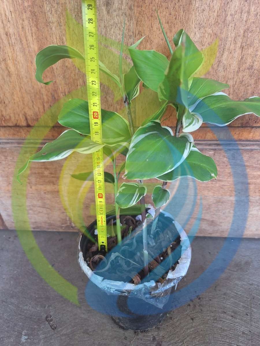 Variegated Shampoo ginger plant