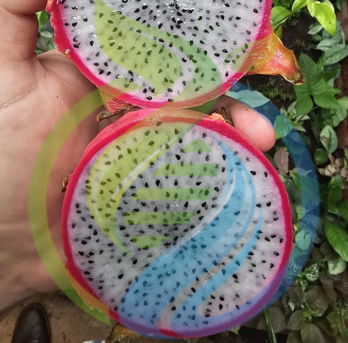 Vietnamese White Dragon Fruit Cutting