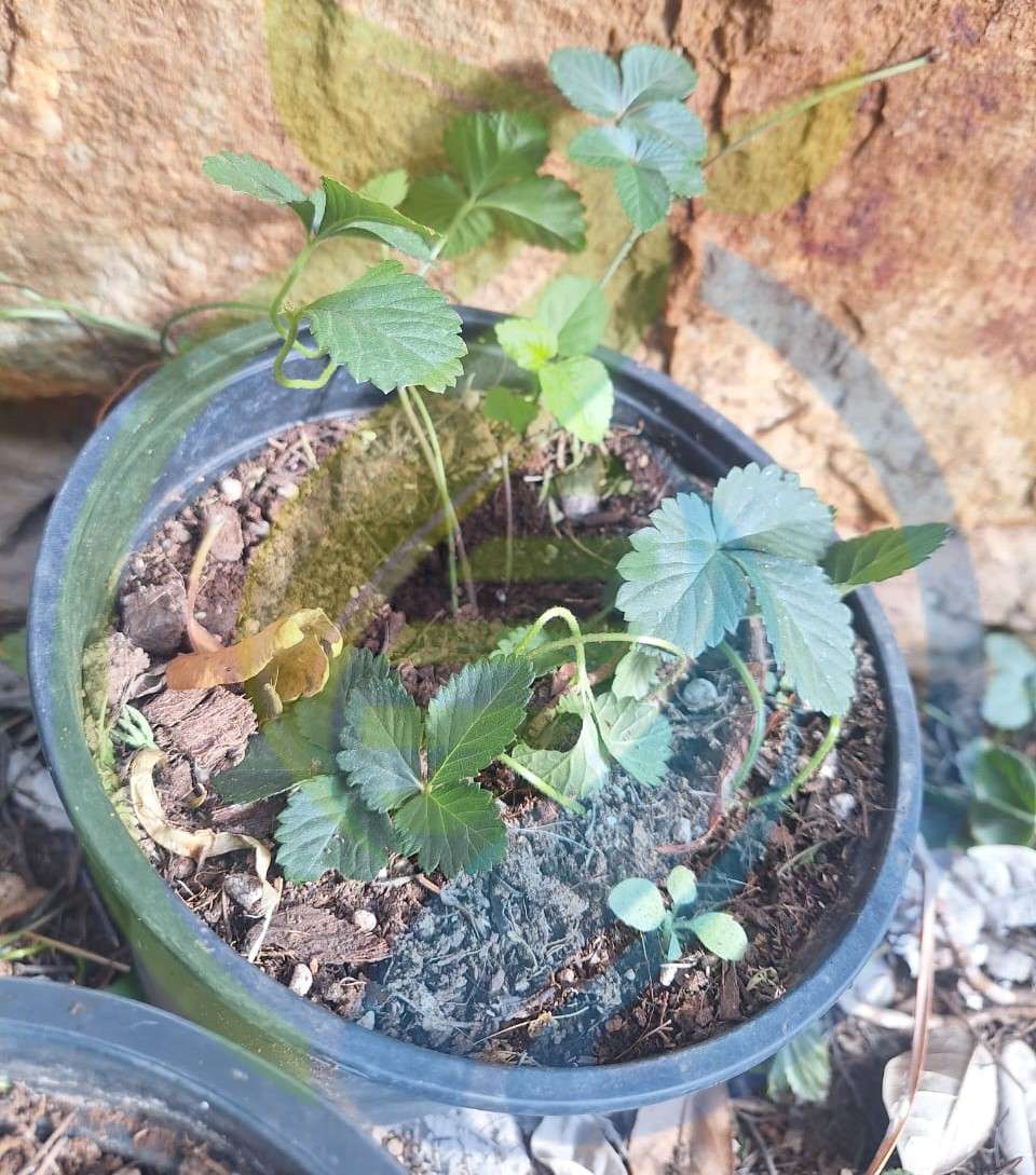 Wild strawberry plant
